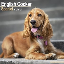 English Cocker Spaniel - Englische Cockerspaniels 2025 - 16-Monatskalender: Original Avonside-Kalender [Mehrsprachig] [Kalender] (Wall-Kalender)