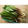 NIKA SEEDS - Seeds Herb Ramsons (Wild Garlic) - 50