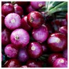 Everwilde Farms - 1 Oz Ruby Red Onion Seeds -