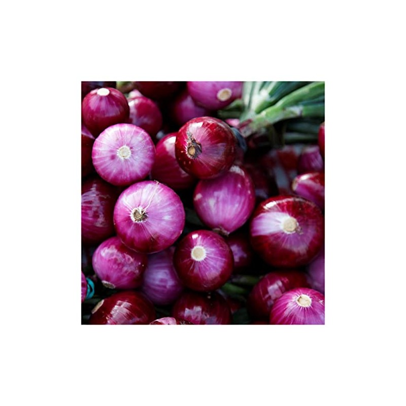 Everwilde Farms - 1 Oz Ruby Red Onion Seeds -