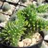 Opuntia subulata cristata Snow Ridge Cacti Cactus Succulent Real Live