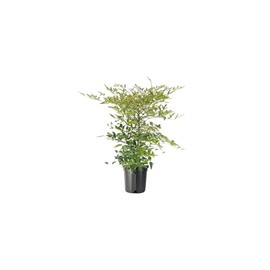 Heavenly Bamboo - Nandina Domestica - 2 Live Gallon Size Plants - Beautiful & Colorful Low Maintenance Foliage