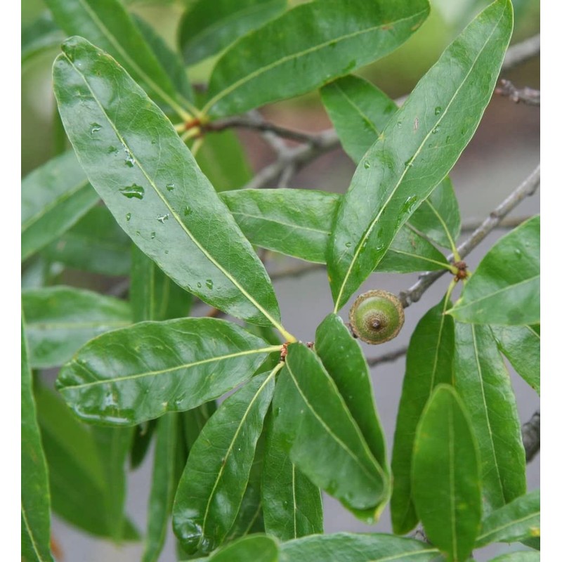 Willow Oak Tree | 10 Live Plants | Quercus Phellos