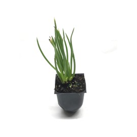 Bulbine Frutescens Yellow | 10 Live Plants | Bulbine Frutescens | Drought Tolerant Succulent, Yellow Flowers, Groundcover, Perennial Garden, Low Maintenance Landscape, Outdoor Accent