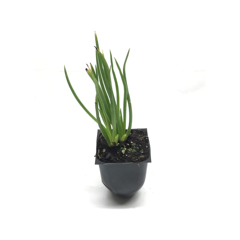 Bulbine Frutescens Yellow | 10 Live Plants | Bulbine Frutescens