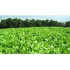 Barkant Turnips - 1 lb Bags