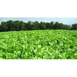 Barkant Turnips - 1 lb Bags