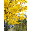Seed-Top 60 YellowTabebuia Seeds Trumpet Tree Handroanthus chrysotrichus Rare Tree