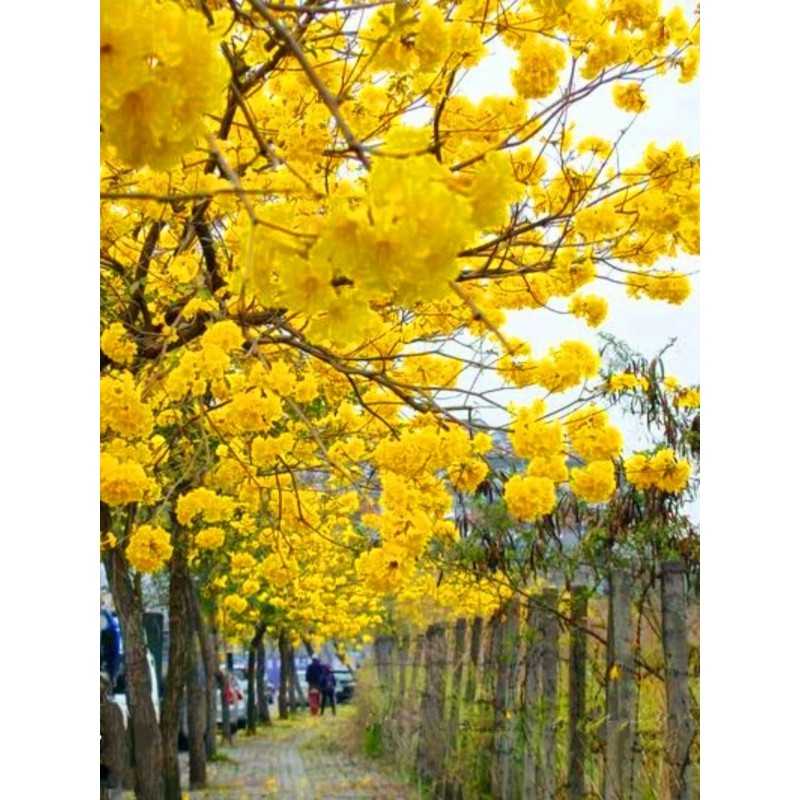 Seed-Top 60 YellowTabebuia Seeds Trumpet Tree Handroanthus chrysotrichus Rare Tree