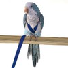 Adjustable Harness for Parrots Bird Harness Lead for Outdoor Flies