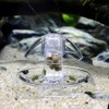 DONGKER Transparent Snail Catcher, Aquarium Snail Trap Snail Box for