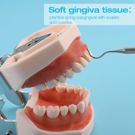 ANNWAH - Modelo de dientes de tipodont dental, modelo de dientes completamente desmontables, adecuado para enseñar, practicar y estudiar, viene con un pequeño destornillador