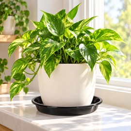 3 Pack Plastic Plant Saucers for Flower Pots – Durable Round Drip Trays for Indoor Plants and Outdoor Gardening