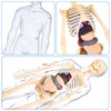 Human Body Model for Kids, Fully Transparent Body, 29 Piece