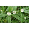 50 Seeds Eclipta Alba False Daisy, Yerba De Tago,