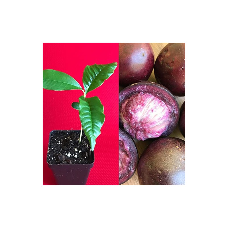 yunakesa Caimito Purple Star Apple Chrysophyllum cainito Seedling Plant Potted