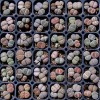 Mixed Lithops Succulent Seeds, Lithops Pseudotruncate