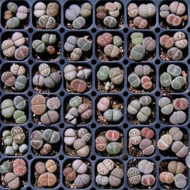 Mixed Lithops Succulent Seeds, Lithops Pseudotruncate