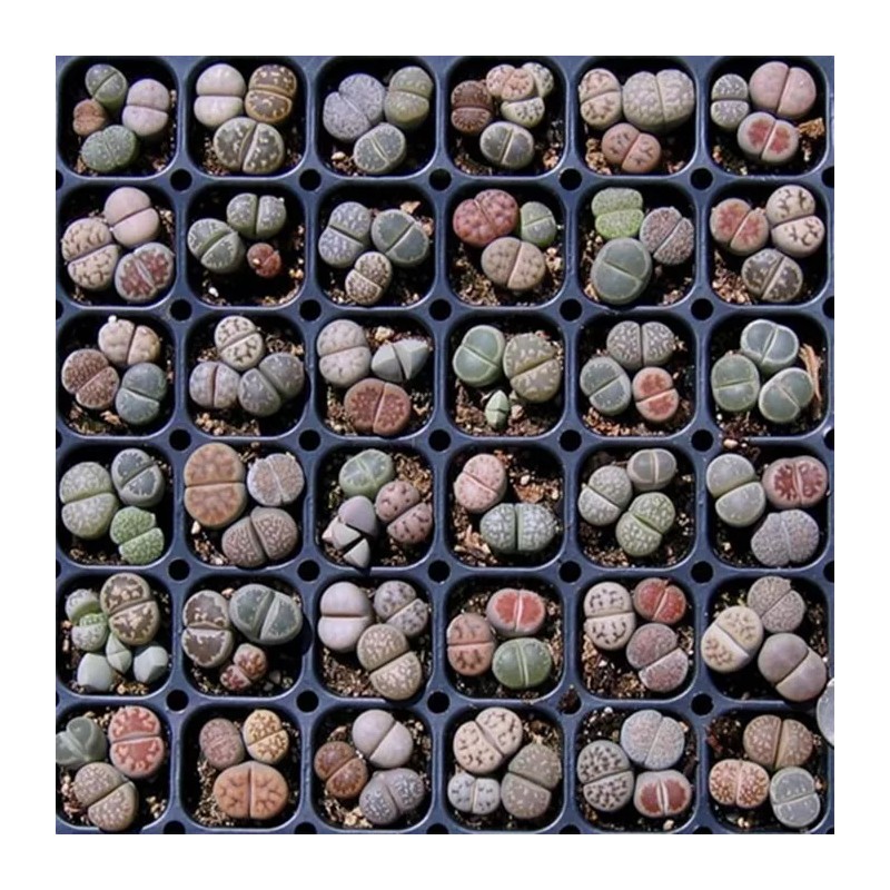 Mixed Lithops Succulent Seeds, Lithops Pseudotruncate