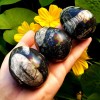 Orthoceras fossil stone polished Natural Healing Crystal Gemstone Egg