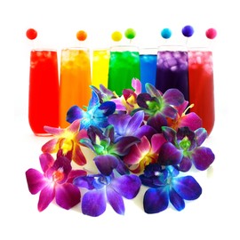 Miami Fresh Orchid Flower OrchidClub USA Sunne Tropical Loose Bloom Head DIY Lei food drink decoration (50 RAINBOW)