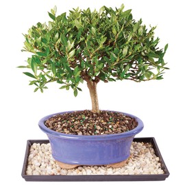 Brussel's Live Gardenia Outdoor Bonsai Tree - 7 Years Old; 8" to 10" Tall with Decorative Container, Humidity Tray & Deco Rock