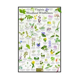 Virginia Woodland Wildflower Identification Chart | Picture ID Poster for Common Forest Flowers (16" x 24")