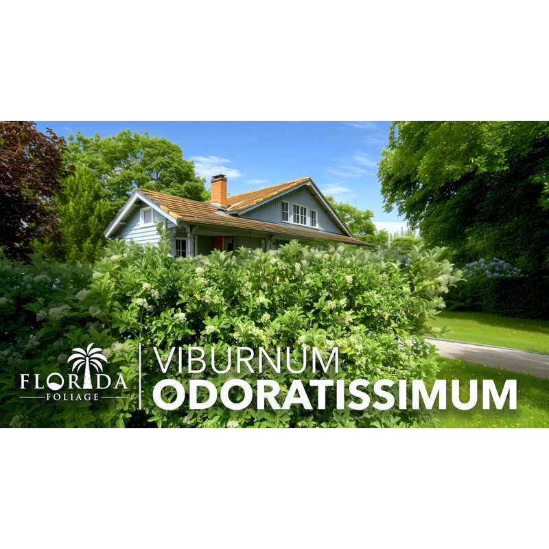 Viburnum Odoratissimum | 3 Live Plants | Viburnum odoratissimum |
