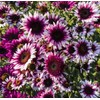 100 Strawberry Pink & White Sunflower Seeds: Heirloom Beauty for