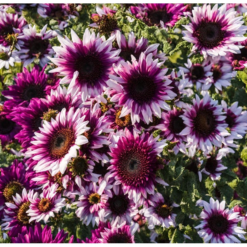 100 Strawberry Pink & White Sunflower Seeds: Heirloom Beauty for