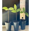 Tree Miracle Fruit Plant Synsepalum dulcificum tree (Miracle berry)