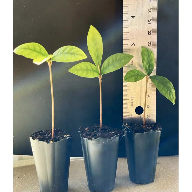 Tree Miracle Fruit Plant Synsepalum dulcificum tree (Miracle berry)