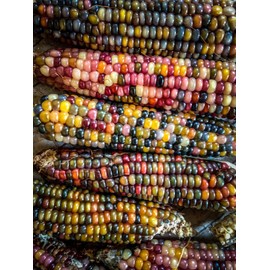 Glass Gem Corn Seeds (~50): Certified Organic, Non-GMO, Heirloom, Open Pollinated Seeds from The United States