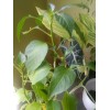 Cascabel Rattle Chili Pepper Chile plant organic last 3 pics