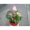 Plastic Artificial Lotus Flower with Black Square Procelain Pot