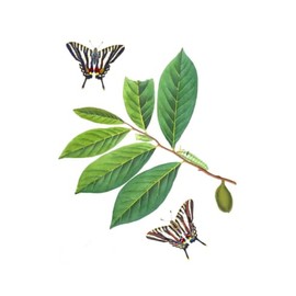 Pawpaw (Asimina triloba) Notebook: Botanical Art with J. Abbot Image | Blank 6x9 Paperback Notebook 160 Pages