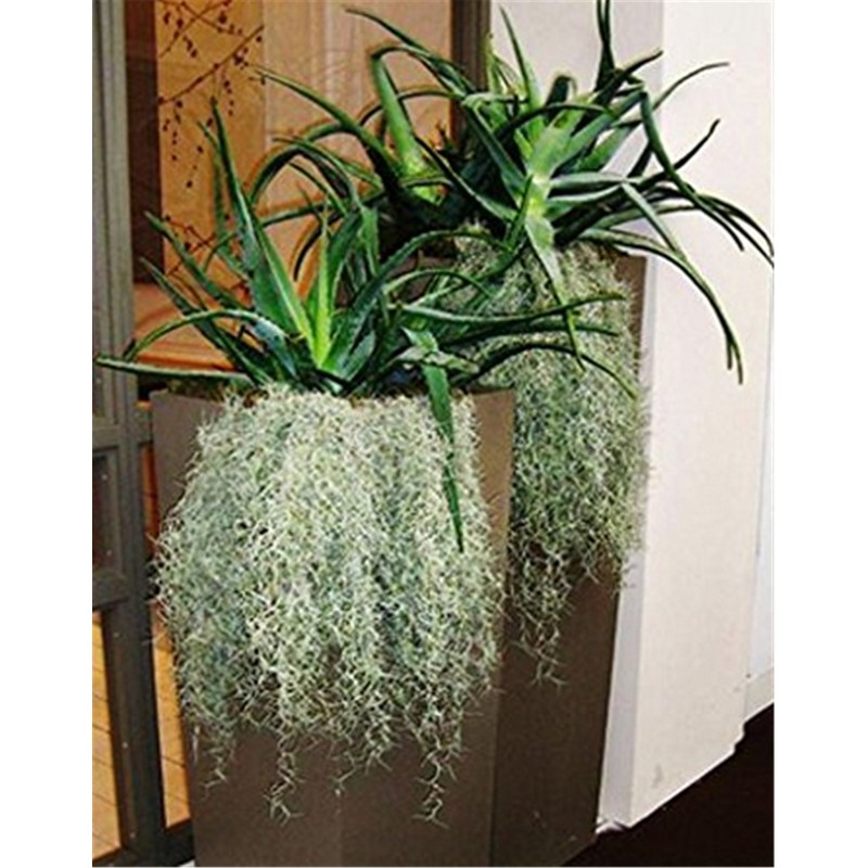 Fresh Spanish Moss for Crafts, displays, Costumes, and Floral Arrangements