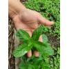 eccoearth food plants Tea concentrated fertilizer dark 2 Gal Organic