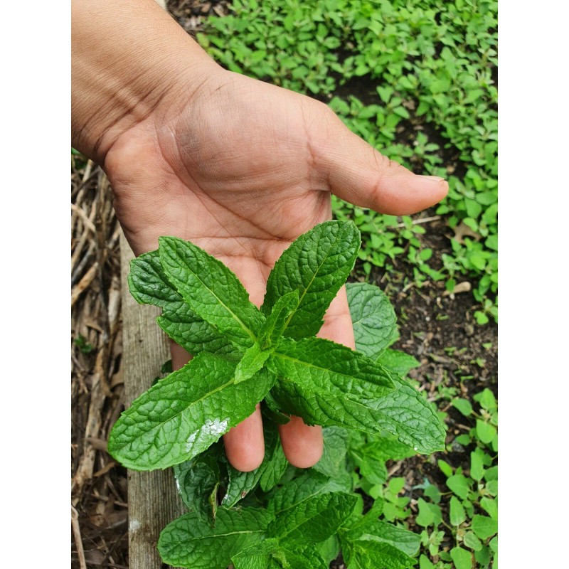 eccoearth food plants Tea concentrated fertilizer dark 2 Gal Organic