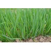 NIKA SEEDS - Vegetable Welsh Onion Bunching Green - 300