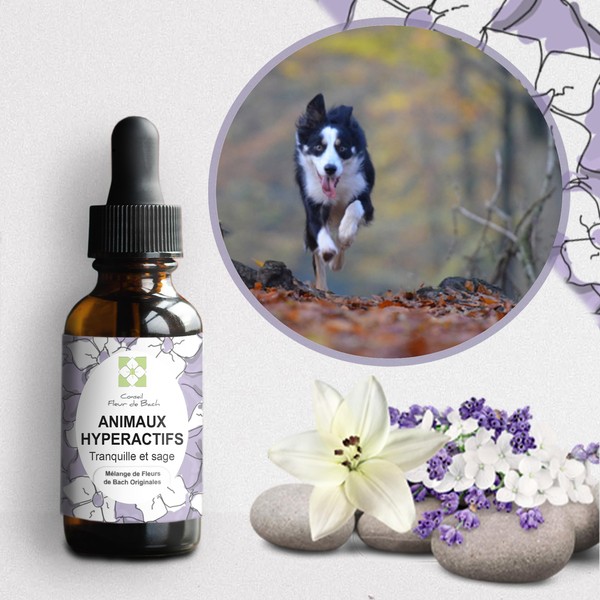 Bach flowers hyperactive animals an effective blend – This blend will allow your pet to soothe and help it to channel, moderate, self-discipline and regain calm 30 ml