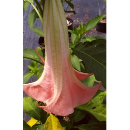 Painted Lady Brugmansia Angels Trumpet Live Tropical Plant Fragrant Peach Pink Single Flower Starter Size 4 Inch Pot Emeralds TM