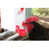 RentACoop 1 Gallon PVC Chicken Waterer with 2 Auto-Fill Cups,