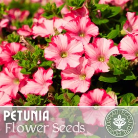 Fresh 1000+ Magenta Allure Petunia Seeds US SELLER Perennial Flowers Seed Annual Bulk - 1000 Magenta Allure Seeds
