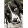 Springer Spaniel Notebook: Incredible Springer Spaniel Dog Journal Diary 6"x