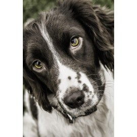 Springer Spaniel Notebook: Incredible Springer Spaniel Dog Journal Diary 6"x 9" Size, 120 College Ruled Pages, Perfect Gift