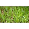 Seed Ranch Sixpoint Chicory Food Plot Seed - 1 lb.