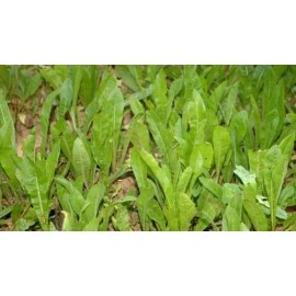 Seed Ranch Sixpoint Chicory Food Plot Seed - 1 lb.