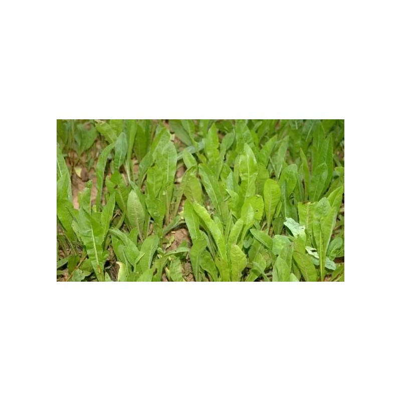 Seed Ranch Sixpoint Chicory Food Plot Seed - 1 lb.