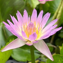 Mainam Mix Colorful Tropical Water Lily Tuber Live Aquarium Plant for Freshwater Fish Pond Balcony Buy 2 GET Fertilizer Free (Pink Nymphaea Hilary)